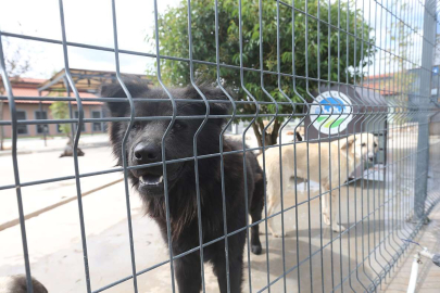 Sakarya'da can dostlara özel bakım merkezi