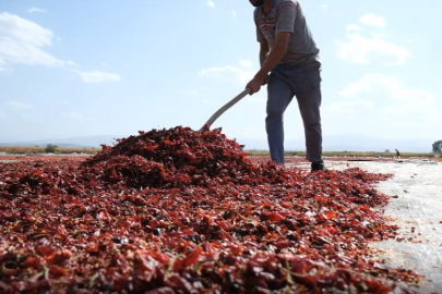 Bursa Ovaazatlı'nın toz biberi dünya mutfaklarında