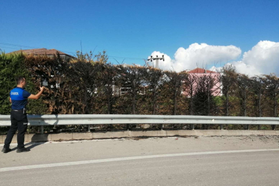 Düzce’de Kervan Kavşağı'nda ağaçları yaktılar