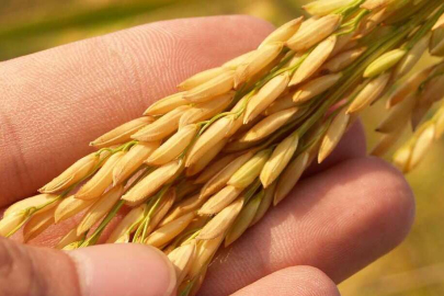 TMO çeltik fiyatları güncellendi