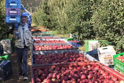 Yerel üreticilerden 12 bin ton elma alacak