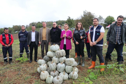 İzmit'te bal kabaklarında hasat zamanı
