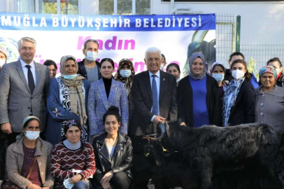 Muğla Yatağan’da kıl keçisi desteği