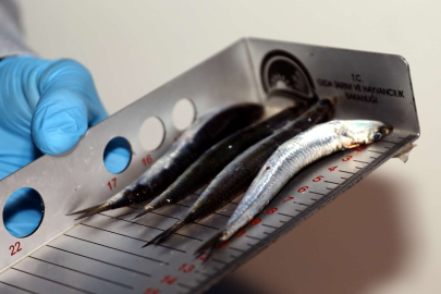 Bursa'da usulsüz avlanan bin 361 kilogram balığa el konuldu