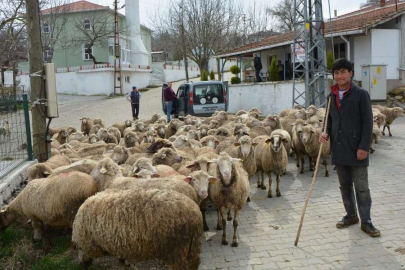 Keşan ve çevresinde yabancı çobanlar revaçta!