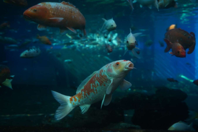 Bursa Yıldırım'da tünel akvaryuma yoğun ilgi