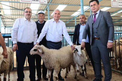 Hayvan üreticilerine damızlık koç ve teke hibe