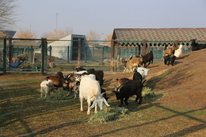 Kayseri'de hayvanlara kış bakımı