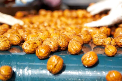 Yerli ceviz hasadı yüzde 30 arttı