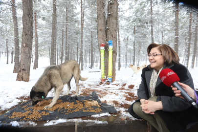 Gaziantep'te Başkan Şahin sokak hayvanlarını besledi