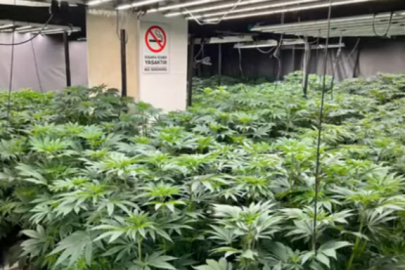 İstanbul'da 1.550 adet kök kenevir ele geçirildi