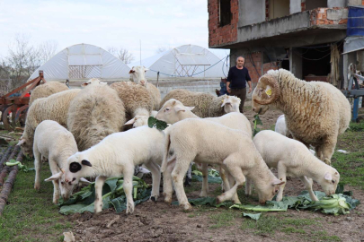 İzmit'te hibe hayvanlar yavrulamaya başladı
