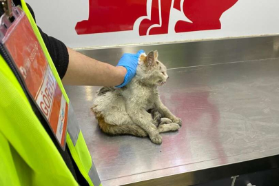 İzmit Belediyesi'nden afet bölgesindeki sokak hayvanlarına tedavi
