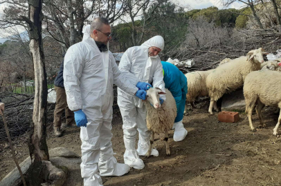 İzmit'teki küçükbaş hibelere 'şap' ertelemesi