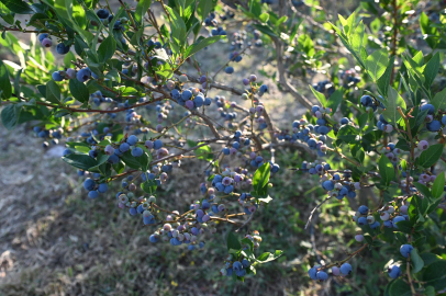 Bursa'da hibeli fide fidan başvuruları başladı