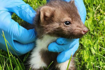 Yaralı sansar yavrusuna Kütahya şefkati