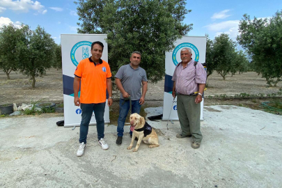 Manisa'da 'Üzüm' çiftçinin can yoldaşı olacak