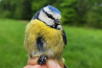 Ormanya'ya 'Kuş Halkalama İstasyonu'