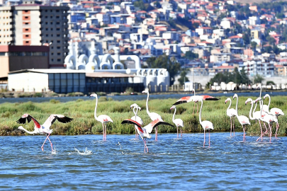 Doğaseverler İzmir'de bu festivali bekliyor