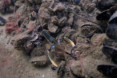 300 ıstakoz doğal ortamıyla buluştu