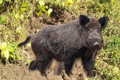 Bingöl'de yaban somuzlar bahçelere zarar verdi!