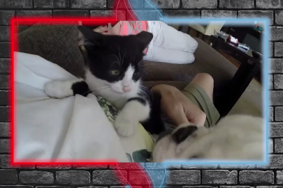 Dikkat! Çip zorunlu... Satın alma, sahiplen!