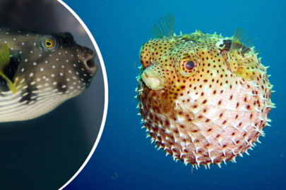 Biyoçeşitlilik için destekleme oranı yüzde 400 arttı!