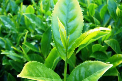 Çay üreticilerine destek ödemeleri yapılıyor