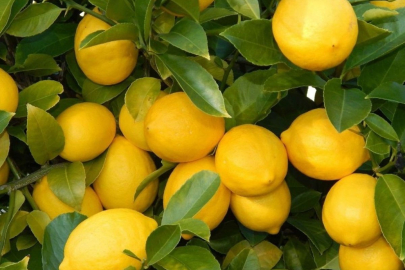 Üretici-market farkı en çok limonda! 3,5 liralık limon 17 liraya satıldı
