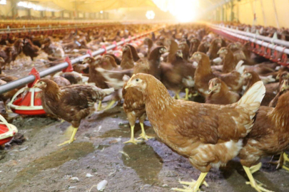 Kümes hayvancılığında büyüme