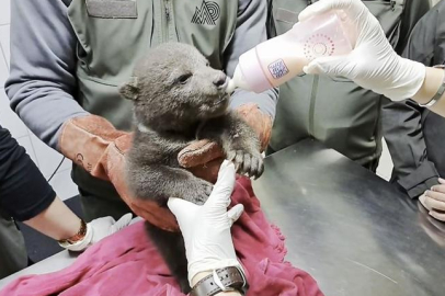 Orman işçilerinin bulduğu yavru ayı "Bulut"a özel bakım