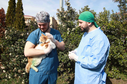 Kocaeli'de sokak hayvanlarına şefkat eli