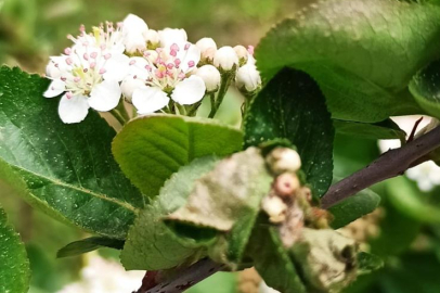İklim dengesizliğine yeni umut! Aronya -40'a direnç gösteriyor!