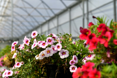 Antalya'nın 'Rio Karnavalı' başlıyor! 11 lise en güzel desen için yarışacak