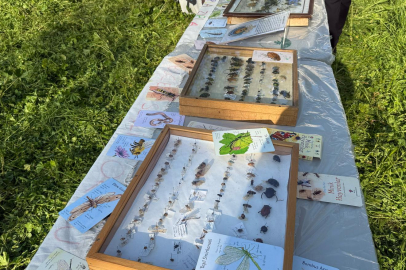 Bursa Osmangazi'de ‘Böcek Bilim’ buluşması yapıldı