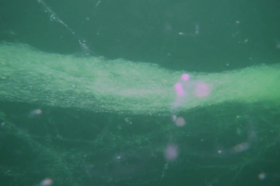 Marmara'da müsilaj alarmı! Bulut kümeleri denizi sardı