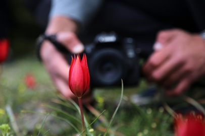 Spil Dağı’na 'Manisa Lalesi' akını