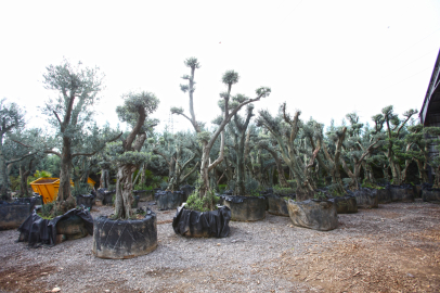 Tohumdan üretimle Karabağlar'da yeşil alanlar hayat buluyor