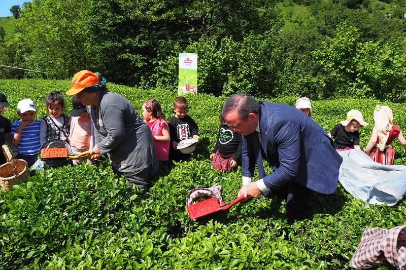 Çay İşletmeleri'ne personel atamalarında 40 yaş şartı aranmayacak