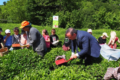 Çay İşletmeleri'ne personel atamalarında 40 yaş şartı aranmayacak