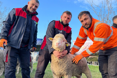 Kocaeli Büyükşehir’den üreticilere damızlık koç desteği