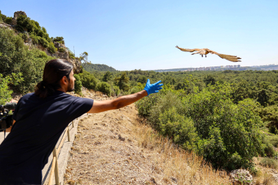 Antalya’da tedavisi tamamlanan kerkenezler doğaya salındı