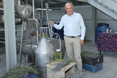 Bursa Nilüfer’de lavanta hasadı başladı