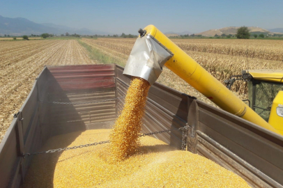 CHP'li Ün: Mısır ithalatını durdurun, çiftçi nefes alsın!