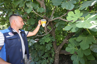 Muğla’da meyve sineği ile mücadelede feromon tuzaklar devrede!