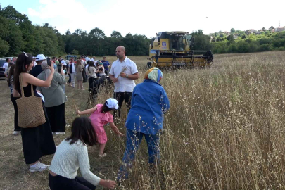 İstanbul Şile’de keten hasadı gerçekleştirildi 