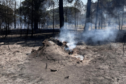 İzmir Bergama'daki orman yangını kontrol altında