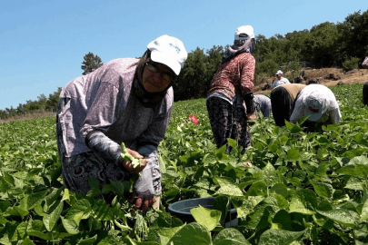 Balıkesirli üreticinin yüzünü Büyükşehir güldürdü