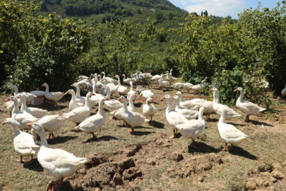 Ordu’da alım garantili kaz yetiştiriciliği üreticiye güven veriyor