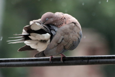 Bursa Yenişehir’de kuşların banyo keyfi